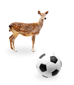鹿とサッカーボール
